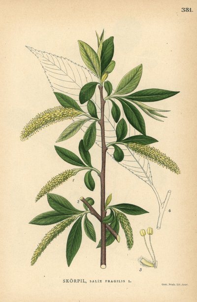 Pajupuu, Salix fragilis, halkeilupaju, Salix fragilis tekijältä Unbekannter Künstler