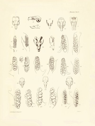 Charles Darwinin Beaglen tutkimusmatkallaan kuvaamia kurkia ja erilaisten jyrsijöiden hampaita. Lautanen teoksesta "The Zoology of the voyage of H.M.S. Beagle under the command of Captain Fitzroy during the years 1832 to 1836 edited and sup tekijältä Unbekannter Künstler