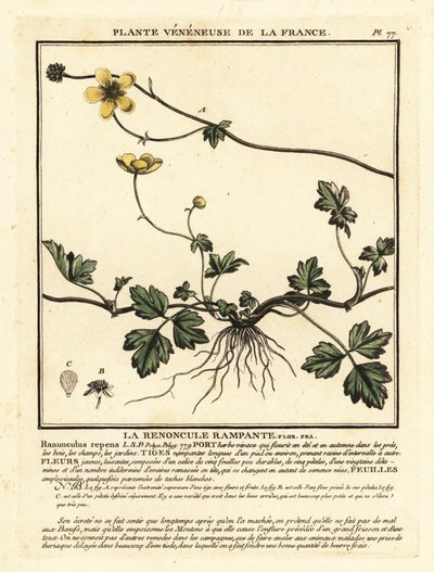 Hiipivä leinikki, Ranunculus repens. tekijältä Unbekannter Künstler
