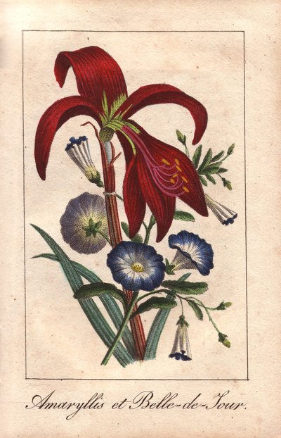 Crimson amaryllis ja kääpiö aamunkoitto, Hippeastrum ja Convolvulus tricolor. tekijältä Unbekannter Künstler