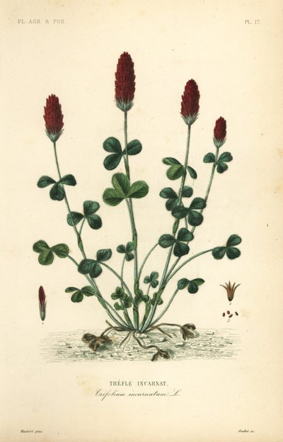 Crimson apila tai italiapila, apila, trefle incarnatus tekijältä Unbekannt