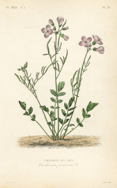 Käkikukka, Cardamine pratensis, Cardamine des pres tekijältä Unbekannt