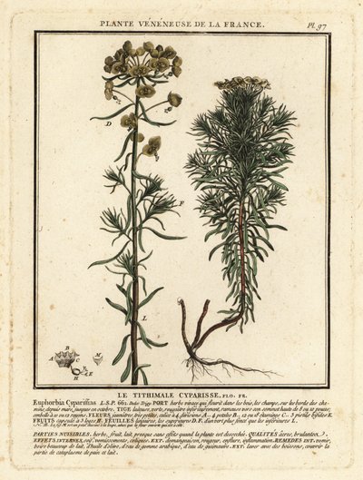 Sypressispurge, Euphorbia cyparissias. tekijältä Unbekannter Künstler