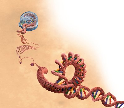 DNA, mukaan lukien kaksoiskierre, kromosomi, solu tekijältä Unbekannter Künstler