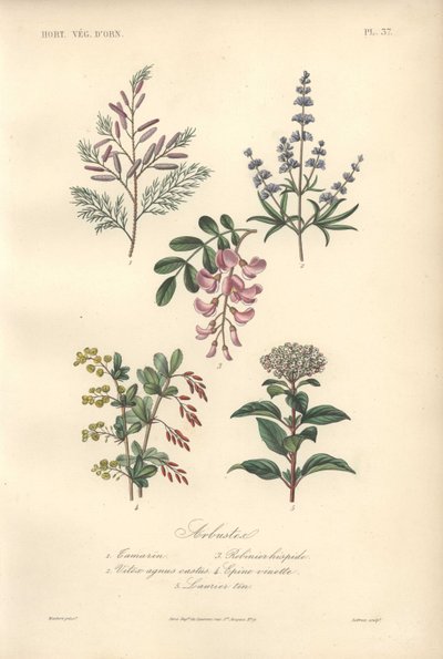Koristeellinen kasvitieteellinen painatus, jossa on tamarindia, johanneksenleipäpuu, siveyspuu, ojakärsämö ja viburnum. tekijältä Unbekannter Künstler