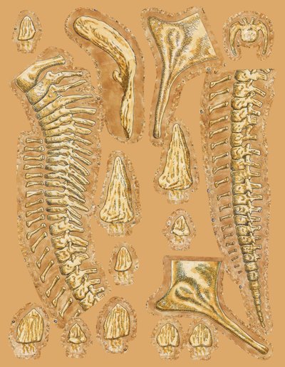 Dinosauruksen luut värillisellä taustalla, lähikuva tekijältä Unbekannt