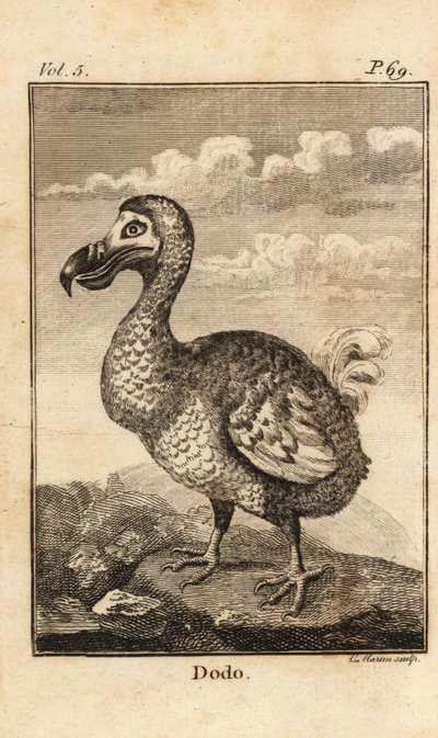Dodo, Raphus cucullatus, sukupuuttoon kuollut lintu tekijältä Unbekannt