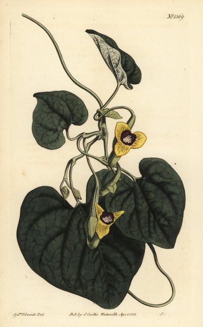 Untuvalehtinen syntymämato, Aristolochia tomentosa tekijältä Unbekannt