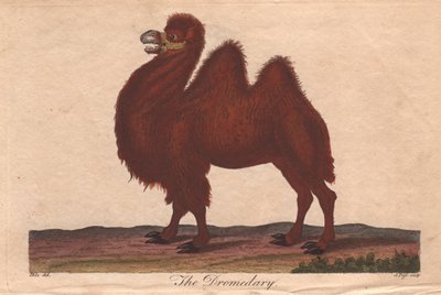 Dromedaarikameli Camelus dromedarius tekijältä Unbekannter Künstler