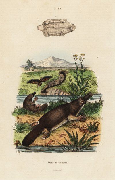 Ornithorhynchus anatinus tekijältä Unbekannt