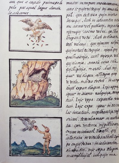 Eagles, sivu Firenzen Codexista, kaksikielinen versio espanjaksi ja nahuatliksi, espanjalaisen lähetyssaarnaajan Fray Bernardino de Sahagunin (1499-1590) Uuden Espanjan asioiden yleinen historia. Atsteekkien sivilisaatio tekijältä William M. Timlin