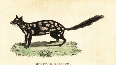 Itäinen quoll, Dasyurus pesukarhu. ,1800 (kaiverrus) tekijältä Unbekannter Künstler