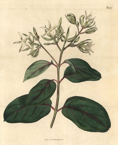 Echite - Kamettia caryophyllata (Kynsinauhan tuoksuiset echiitit, Echites caryophyllata). Käsinväritetty kasvitieteellinen kaiverrus John Simsin Curtis
