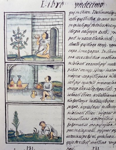 Syötävät kasvit, sivu Firenzen Codexin kirjasta XI, kaksikielinen versio espanjaksi ja nahuatl, General History of the Things of New Spain, espanjalainen lähetyssaarnaaja Fray Bernardino de Sahagun (1499-1590). Atsteekkien sivilisaatio tekijältä William M. Timlin