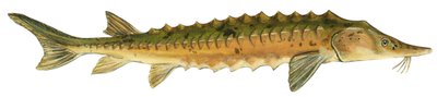 Järvisammpi - Järvisammpi (Acipenser fulvescens) tekijältä Unbekannter Künstler