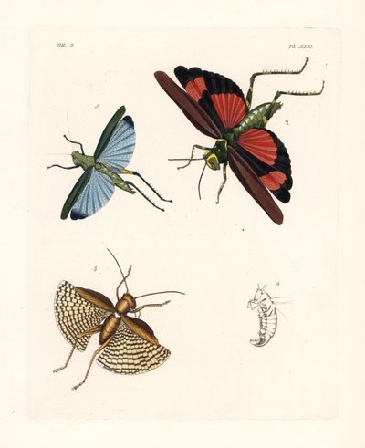Eupropacris coeruleus heinäsirkka 1, Chromacris miles 2 ja Gryllacris tessellata 3. Käsin väritetty litografia John O. Westwoodin uudesta painoksesta Dru Druryn teoksesta "Illustrations of Exotic Entomology", Bohn, Lontoo. tekijältä Unbekannter Künstler
