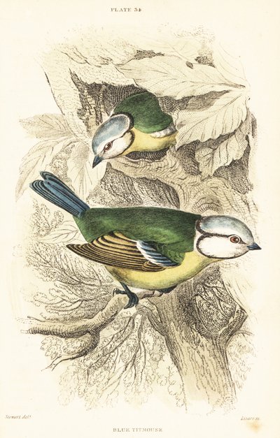 Euraasian sinitiainen, Cyanistes caeruleus.1889 (kaiverrus) tekijältä Unbekannter Künstler
