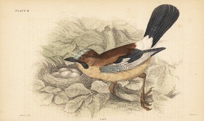Euraasian jay, Garrulus glandarius, pesä ja munat. 1889 (kaiverrus) tekijältä Unbekannter Künstler