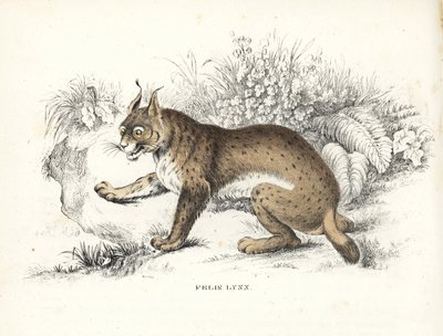 Euraasian ilves, Lynx lynx (Felis lynx). Käsinväritetty litografia Georg Friedrich Treitschken luonnontieteellisestä galleriasta, Naturhistorischer Bildersaal des Thierreiches, Liepzig-1842. tekijältä Unbekannter Künstler