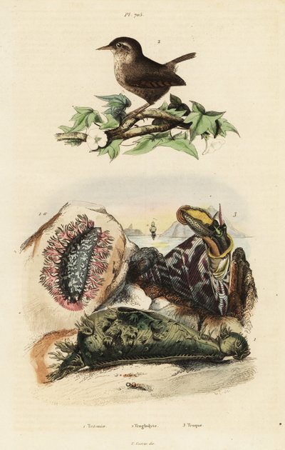 Euraasian wren, Niilin yläpurje ja merietana. tekijältä Unbekannter Künstler