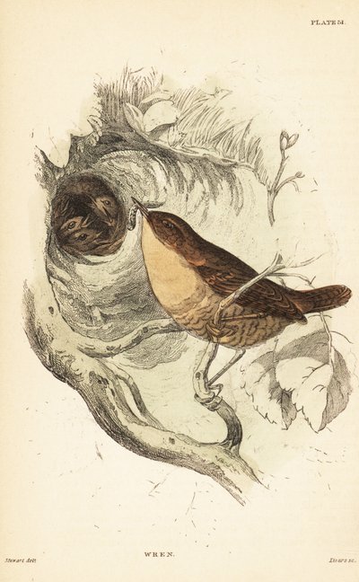 Euraasian wren, Troglodytes troglodytes.1889 (kaiverrus) tekijältä Unbekannter Künstler