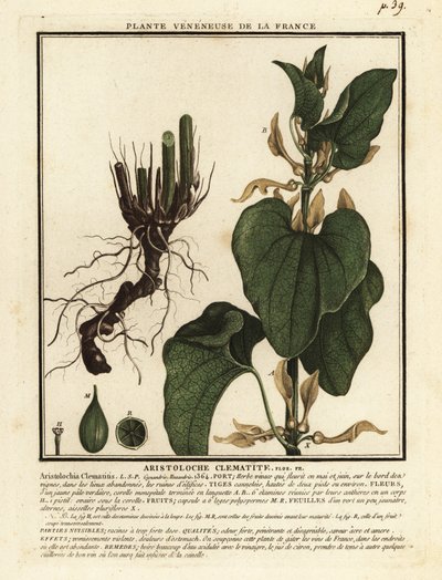 Eurooppalainen synnyinjuuri, Aristolochia clematitis. tekijältä Unbekannter Künstler