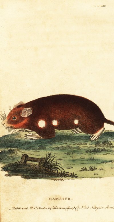 Eurooppalainen hamsteri, Cricetus cricetus. Äärimmäisen uhanalainen. ,1800 (kaiverrus) tekijältä Unbekannter Künstler