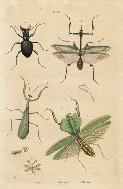 Euroopan sirkkasirkka, mantis religiosa 1, lehtisirkka, Choeradodis rhomboidea 2, tiikerikuoriainen, Manticora latipennis 3, mantidfly, mantispa styriaca 4 tekijältä Unbekannt