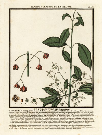 Euroopan kara, Euonymus europaeus. tekijältä Unbekannter Künstler