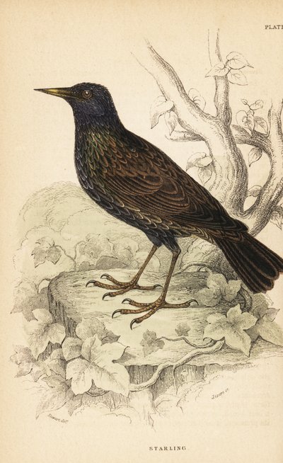 Euroopan kottarainen, Sturnus vulgaris.1889 (kaiverrus) tekijältä Unbekannter Künstler