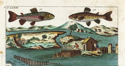 Eurooppalainen taimen - Kalastustekniikka, jossa käytetään keinotekoisia koskia kalojen pyydystämiseen - Meritaimen, Salmo trutta trutta 98, nieriä, Salvelinus alpinus alpinus 99, ja kalastusmenetelmät, joissa käytetään keinotekoisia koskia joessa lohien p tekijältä Unbekannter Künstler