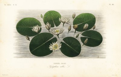 Valkoinen lumpeen, Nymphaea alba, Nymphea blanc tekijältä Unbekannt