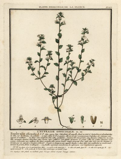 Eyebright, Euphrasia rostkoviana. tekijältä Unbekannter Künstler