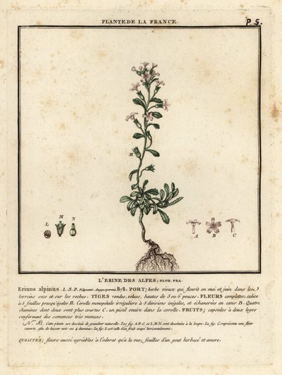 Dedalera de fades, Erinus alpinus. finlandès tekijältä Unbekannter Künstler