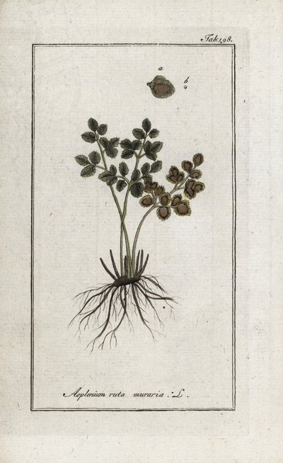 Saniainen doradilla seinien tai asplenia street seinien (Asplenium ruta muraria). Litografia Johannes Zornin (1739-1799) Alankomaiden teoksesta "Afbeelding der Artseny-Gewassen". tekijältä Unbekannter Künstler