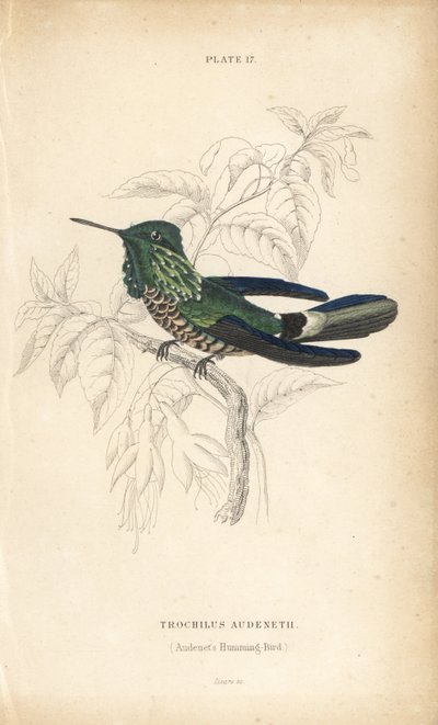 Juhlakolibri, Lophornis chalybeus (Audenet