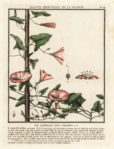 Peltosido, Convolvulus arvensis. tekijältä Unbekannter Künstler