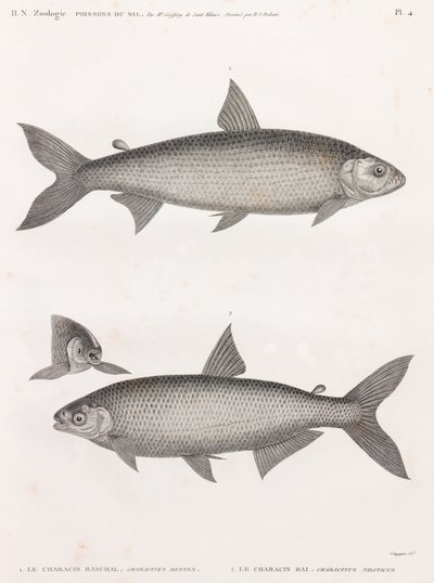 Kala: Le Characin tekijältä Unbekannt