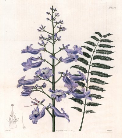 Flamboyant blue or oyster tree - Trinidad fern puu, Jacaranda mimosifolia (Oval leaved jacaranda, Jacaranda ovalifolia). Weddellin käsin tekemä kuparikaiverrus John Curtisin kuvituksen mukaan Samuel Curtisin "Botanical Magazine" -lehdestä, Londo. tekijältä Unbekannter Künstler