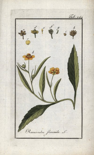 Liekki-voikukka tai pieni vallihauta tai pieni liekki (Ranunculus flammula). Litografia teoksesta "Afbeelding der Artseny-Gewassen", Johannes Zorn (1739-1799), Alankomaat. tekijältä Unbekannter Künstler