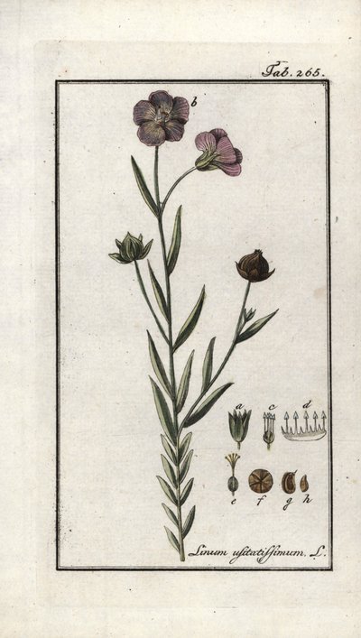 Pellavansiemenet (Linum usitatissimum). Litografia Johannes Zornin (1739-1799) teoksesta "Afbeelding der Artseny-Gewassen", Alankomaat. tekijältä Unbekannter Künstler