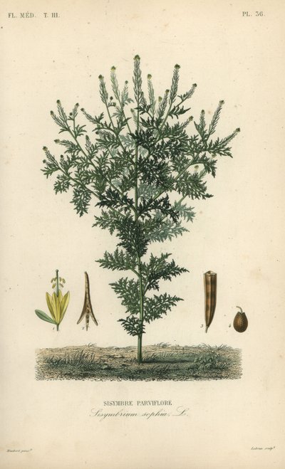 Flixweed, yrtti-Sophia tai tansy sinappi, Descurainia sophia, Sisymbrium sophia, Sisybre parviflore tekijältä Unbekannt