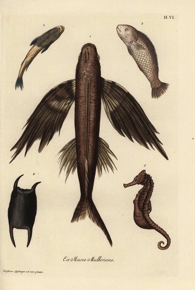 Lentokala, Exocoetus volitans 1, imukala, Remora remora 2, barramundi, Lates calcarifer 3, suomu 4, merihevonen, Hippocampus laji 5. Käsin värjätty kuparipiirros Christian Leinbergerin kuvituksen mukaan Georg Wolfgang Knorrin teoksesta Deliciae. tekijältä Unbekannter Künstler