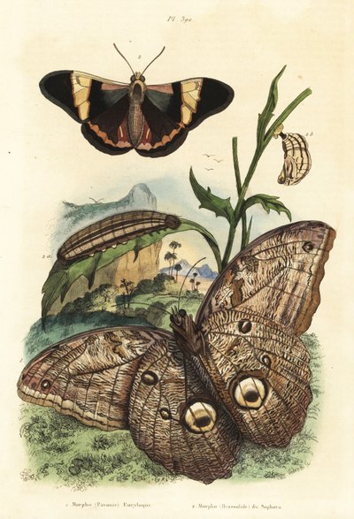 Metsäpöllöperhonen, Caligo eurilochus 1 ja Brassolis sophorae perhonen, nukke ja toukka 2 tekijältä Unbekannt