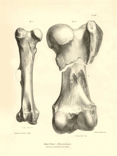 Charles Darwinin Beagle-retkikuntansa aikana kuvaaman Macrauchenia-nimisen esihistoriallisen eläimen fossiiliset luut (reisiluu). Lautanen teoksesta "The Zoology of the voyage of the H.M.S. Beagle under the command of Captain Fitzroy during the years 1832" tekijältä Unbekannter Künstler