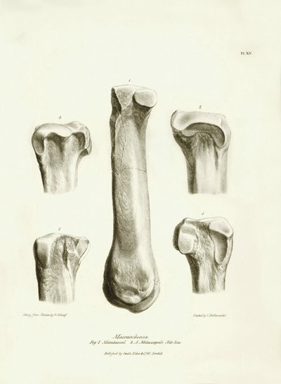 Charles Darwinin Beagle-retkikuntansa aikana kuvaaman Macrauchenia-nimisen esihistoriallisen eläimen fossiiliset luut (metatarse ja metacarp). Lautanen teoksesta "The Zoology of the voyage of the H.M.S. Beagle under the command of Captain Fitzroy during tekijältä Unbekannter Künstler