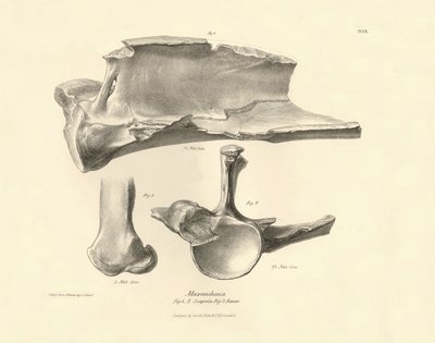 Charles Darwinin Beagle-retkikuntansa aikana kuvaaman Macrauchenia-nimisen esihistoriallisen eläimen fossiiliset luut (lapaluu). Kilpi teoksesta "The Zoology of the voyage of the H.M.S. Beagle under the command of Captain Fitzroy during the years 1832". tekijältä Unbekannter Künstler