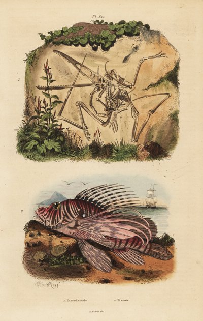 Fossiilinen luuranko sukupuuttoon kuolleesta pterodactylistä, Pterodactylus antiquuksesta ja punaisesta leijonakalasta, Pterois volitans tekijältä Unbekannt