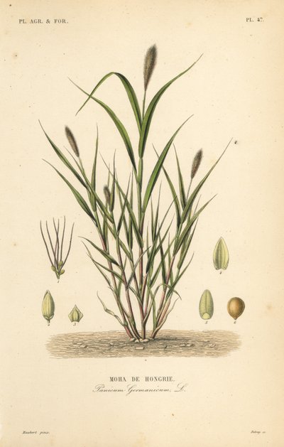 Kettuhirssi tai italialainen hirssi, Setaria italica, Panicum germanicum, Moha de Hongrie tekijältä Unbekannt