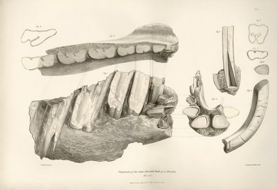 Esihistoriallisen eläimen, Toxodonin, leuan ja hampaiden katkelma, jonka Charles Darwin löysi Montevideon läheltä Uruguaysta Beagle-aluksella tekemänsä tutkimusmatkan aikana. Kapteeni Fitzroyn komennossa olleen H.M.S. Beaglen matkan eläintiede vuosina tekijältä Unbekannter Künstler